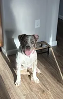 Mina, a female American Staffordshire Terrier and American Bully for sale in Wilmington, DE – Photo 3 of 7