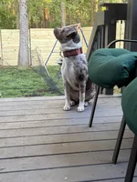 Mina, a female American Staffordshire Terrier and American Bully for sale in Wilmington, DE – Photo 5 of 7