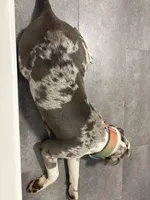 Mina, a female American Staffordshire Terrier and American Bully for sale in Wilmington, DE – Photo 6 of 7