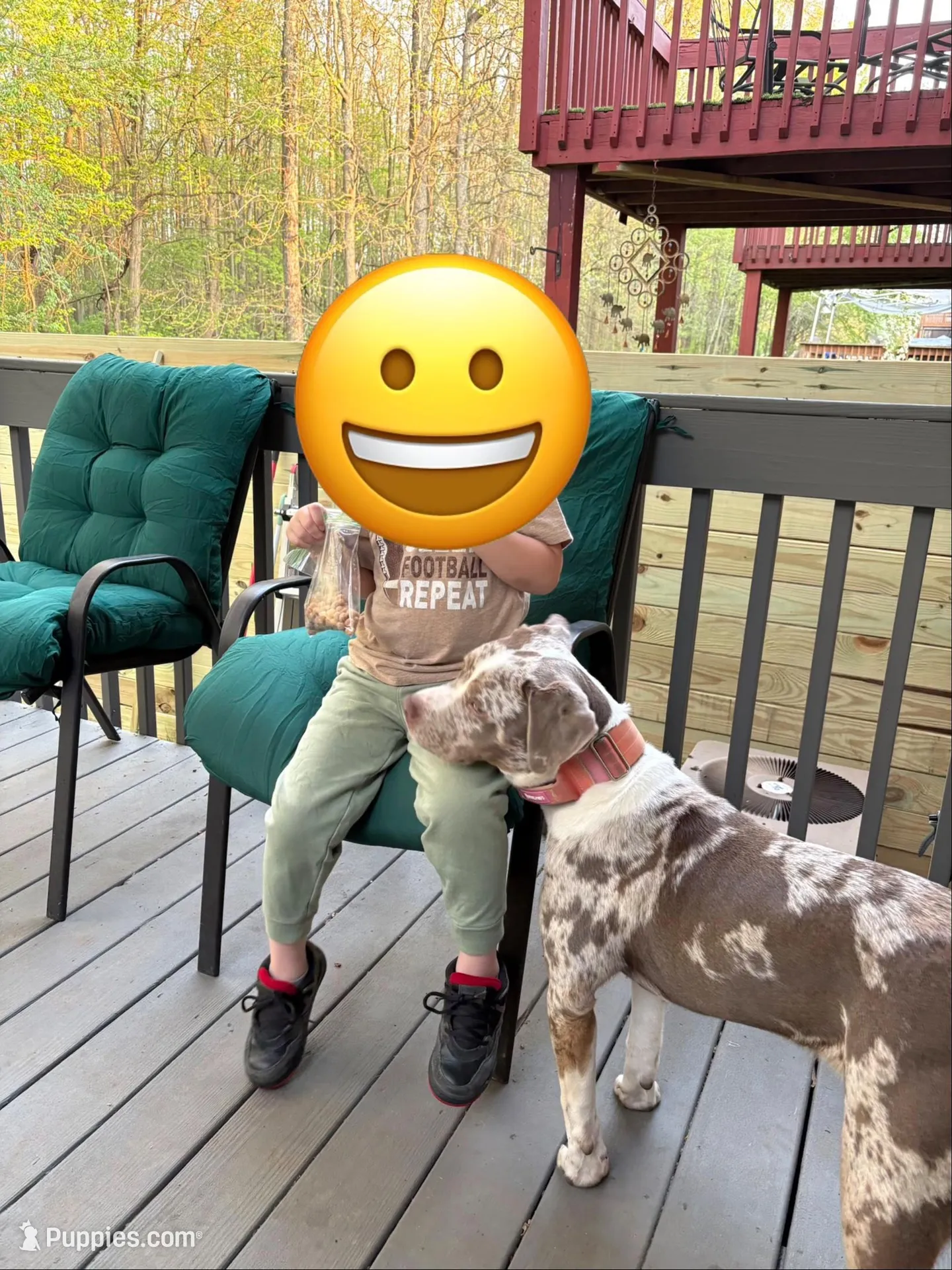 Mina, a female American Staffordshire Terrier and American Bully for sale in Wilmington, DE – Photo 2 of 7