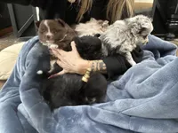 Simba, a male Pomeranian for sale in Akron, OH – Photo 6 of 6