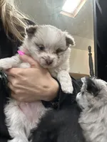 Simba, a male Pomeranian for sale in Akron, OH – Photo 3 of 6