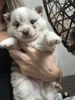 Simba, a male Pomeranian for sale in Akron, OH – Photo 4 of 6