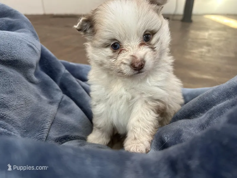 Simba, a male Pomeranian for sale in Akron, OH – Photo 1 of 6