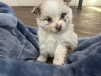 Simba, a male Pomeranian for sale in Akron, OH – Photo 1 of 6