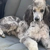 Grayson, a male Poodle - Standard  for sale in Ingleside, IL – Photo 5 of 5