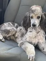 Grayson, a male Poodle - Standard  for sale in Ingleside, IL – Photo 5 of 5