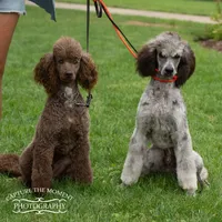 Grayson, a male Poodle - Standard  for sale in Ingleside, IL – Photo 3 of 5