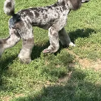Grayson, a male Poodle - Standard  for sale in Ingleside, IL – Photo 2 of 5