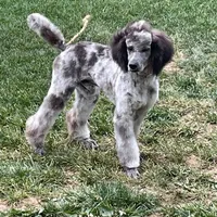 Grayson, a male Poodle - Standard  for sale in Ingleside, IL – Photo 4 of 5