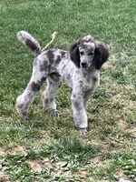 Grayson, a male Poodle - Standard  for sale in Ingleside, IL – Photo 4 of 5