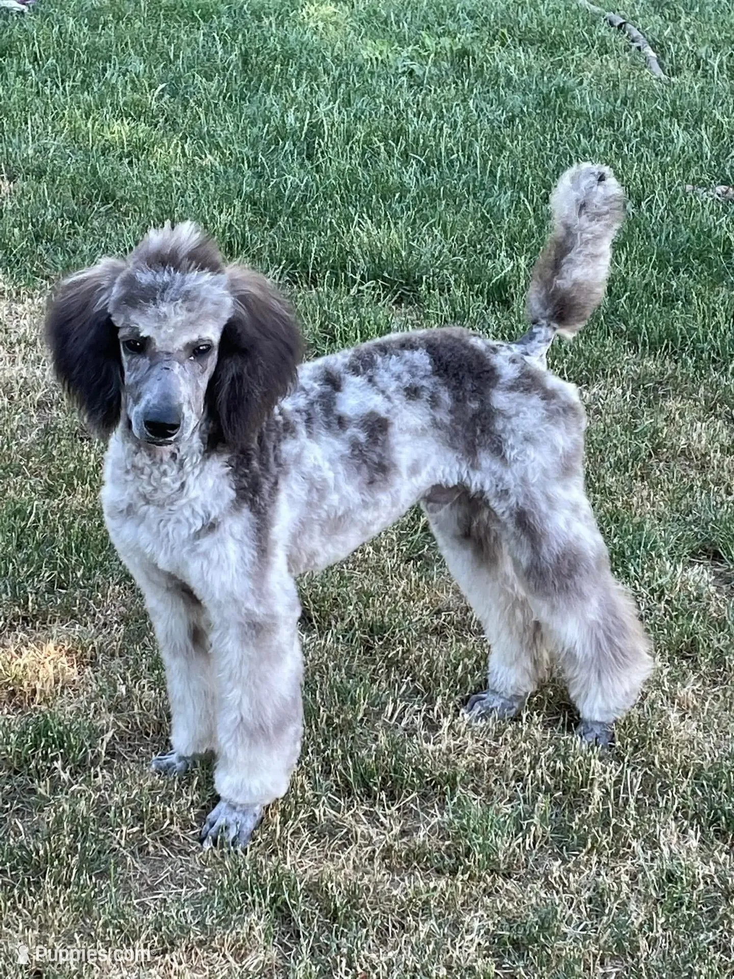 Grayson – Poodle - Standard Puppy for Sale in Ingleside, IL