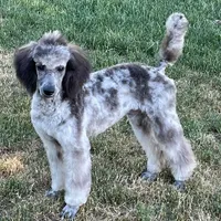 Grayson, a male Poodle - Standard  for sale in Ingleside, IL – Photo 1 of 5