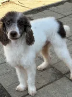 Male black and white parti, a male Poodle - Miniature  for sale in Ingleside, IL – Photo 5 of 10