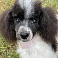 Male black and white parti, a male Poodle - Miniature  for sale in Ingleside, IL – Photo 1 of 10