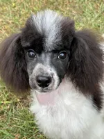 Male black and white parti, a male Poodle - Miniature  for sale in Ingleside, IL – Photo 1 of 10
