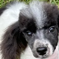 Male black and white parti, a male Poodle - Miniature  for sale in Ingleside, IL – Photo 10 of 10