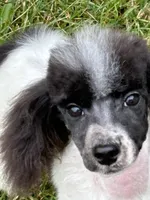 Male black and white parti, a male Poodle - Miniature  for sale in Ingleside, IL – Photo 10 of 10