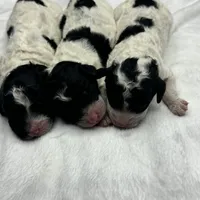 Male black and white parti, a male Poodle - Miniature  for sale in Ingleside, IL – Photo 7 of 10