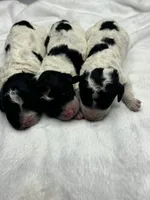 Male black and white parti, a male Poodle - Miniature  for sale in Ingleside, IL – Photo 7 of 10