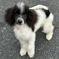 Male black and white parti, a male Poodle - Miniature  for sale in Ingleside, IL – Photo 4 of 10