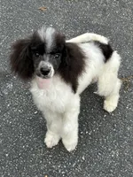 Male black and white parti, a male Poodle - Miniature  for sale in Ingleside, IL – Photo 4 of 10
