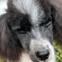 Male black and white parti, a male Poodle - Miniature  for sale in Ingleside, IL – Photo 6 of 10