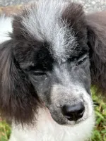 Male black and white parti, a male Poodle - Miniature  for sale in Ingleside, IL – Photo 6 of 10