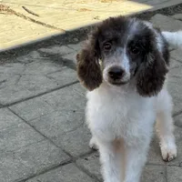 Male black and white parti, a male Poodle - Miniature  for sale in Ingleside, IL – Photo 2 of 10