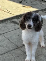 Male black and white parti, a male Poodle - Miniature  for sale in Ingleside, IL – Photo 2 of 10