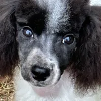 Male black and white parti, a male Poodle - Miniature  for sale in Ingleside, IL – Photo 9 of 10
