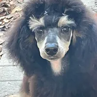 Male black and white parti, a male Poodle - Miniature  for sale in Ingleside, IL – Photo 8 of 10