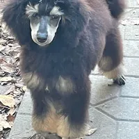 Male black and white parti, a male Poodle - Miniature  for sale in Ingleside, IL – Photo 3 of 10