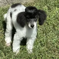 Tri male, a male Poodle - Miniature  for sale in Ingleside, IL – Photo 1 of 9