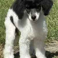 Tri male, a male Poodle - Miniature  for sale in Ingleside, IL – Photo 9 of 9