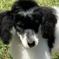 Tri male, a male Poodle - Miniature  for sale in Ingleside, IL – Photo 8 of 9