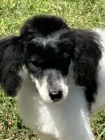 processed/b3a833fc-69c7-4906-a079-be34cca339fb/listing/340d01e3-f375-4cfd-80b1-adcbe7ce4032/614573b6-6731-4db8-bcca-48ecbadd7ada