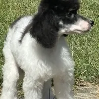 Tri male, a male Poodle - Miniature  for sale in Ingleside, IL – Photo 6 of 9