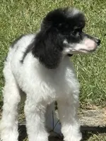 processed/b3a833fc-69c7-4906-a079-be34cca339fb/listing/340d01e3-f375-4cfd-80b1-adcbe7ce4032/6250397a-7226-42eb-8b56-73753068432a