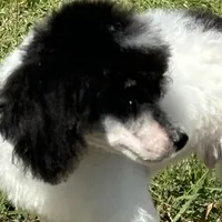 Tri male, a male Poodle - Miniature  for sale in Ingleside, IL – Photo 7 of 9