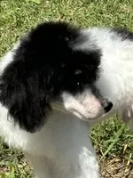 processed/b3a833fc-69c7-4906-a079-be34cca339fb/listing/340d01e3-f375-4cfd-80b1-adcbe7ce4032/9171b9ea-97a9-42d6-949f-1a3f838e9eae