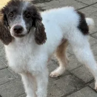 Tri male, a male Poodle - Miniature  for sale in Ingleside, IL – Photo 2 of 9