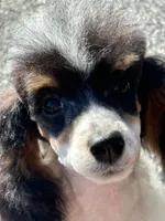 processed/b3a833fc-69c7-4906-a079-be34cca339fb/listing/47c81f22-bfd8-4a1e-8775-1e39e703d314/06fabcc8-87d5-4096-8b16-25bce409f8a4