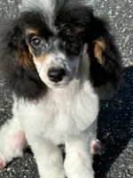 processed/b3a833fc-69c7-4906-a079-be34cca339fb/listing/47c81f22-bfd8-4a1e-8775-1e39e703d314/082895f0-fc22-4a42-85ca-47f65db11b2f