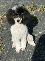 processed/b3a833fc-69c7-4906-a079-be34cca339fb/listing/47c81f22-bfd8-4a1e-8775-1e39e703d314/83e0300e-b88b-4d34-a5f3-7fb8f84d3366