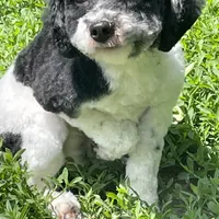 Gracie, a female Goldendoodle for sale in Ingleside, IL – Photo 5 of 5