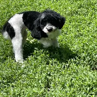 Gracie, a female Goldendoodle for sale in Ingleside, IL – Photo 3 of 5