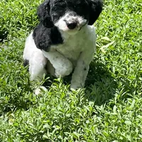 Gracie, a female Goldendoodle for sale in Ingleside, IL – Photo 1 of 5