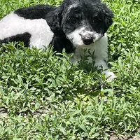 Gracie, a female Goldendoodle for sale in Ingleside, IL – Photo 2 of 5