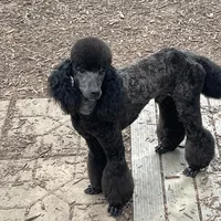 Black gril, a female Poodle - Miniature  for sale in Ingleside, IL – Photo 3 of 10